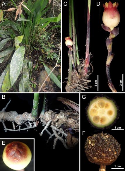 Aspidistra sonlaensis, loài mới thuộc họ lan chuông Convallariaceae (Asparagaceae s.l.) từ miền Bắc Việt Nam
